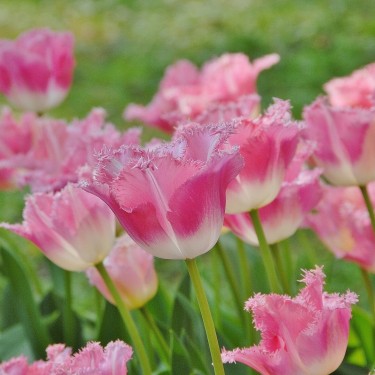 Tulipa 'Fancy Frills'