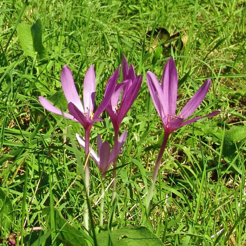 Colchicum autumnale