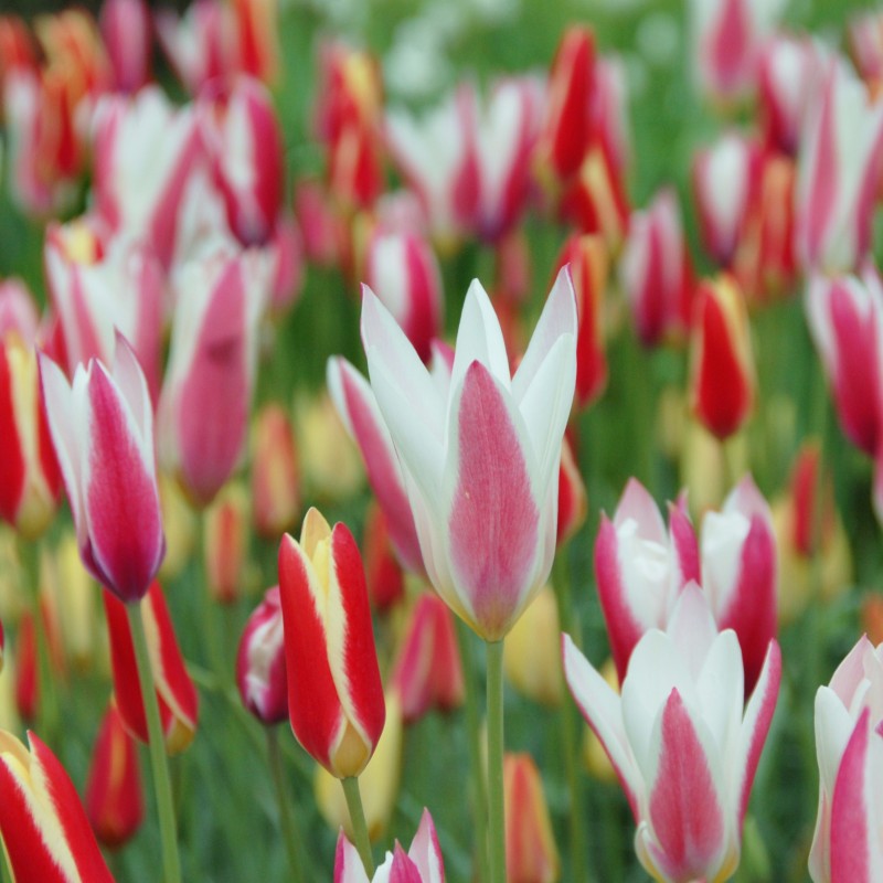 Tulipa clusiana -Mix-