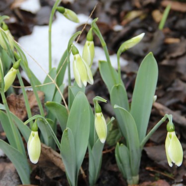 Galanthus 'Margaret Biddulph'