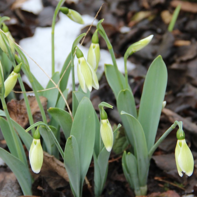 Galanthus 'Margaret Biddulph'
