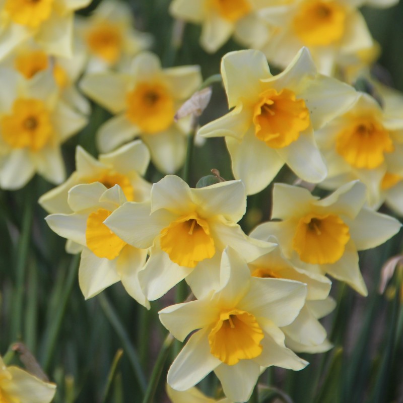 Narcissus 'Parcpat'
