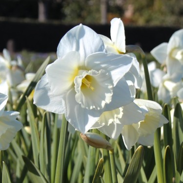 Narcissus 'Tutankhamun'