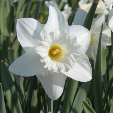 Narcissus 'White Ideal'