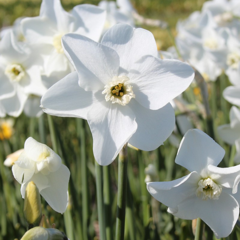 Narcissus 'Arctic Gem'