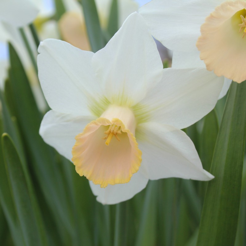 Narcissus 'Lavender Lass'