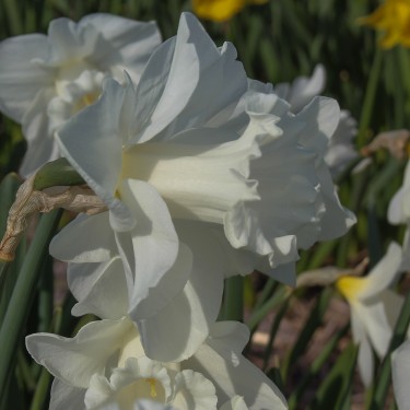 Narcissus 'Queen Juliana'