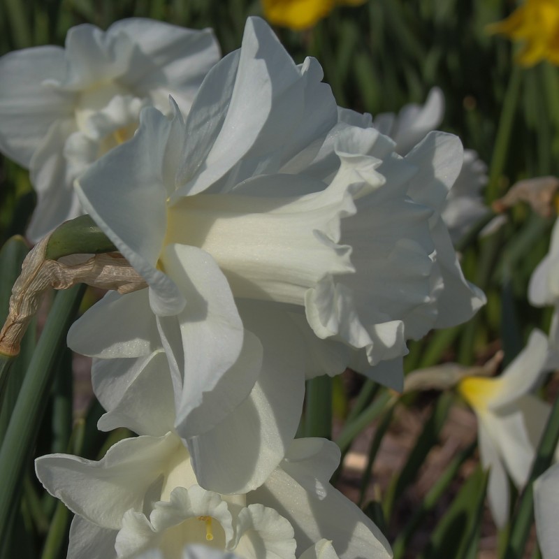 Narcissus 'Queen Juliana'