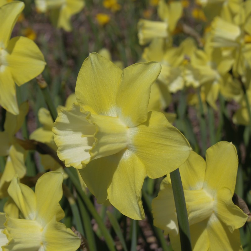 Narcissus 'Rushlight'