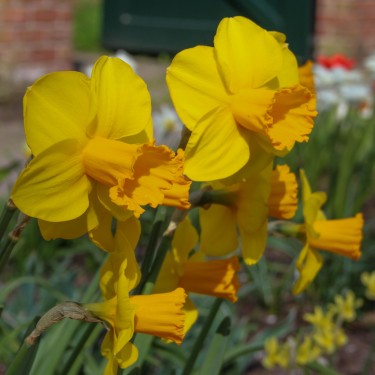 Narcissus 'Corbiere'