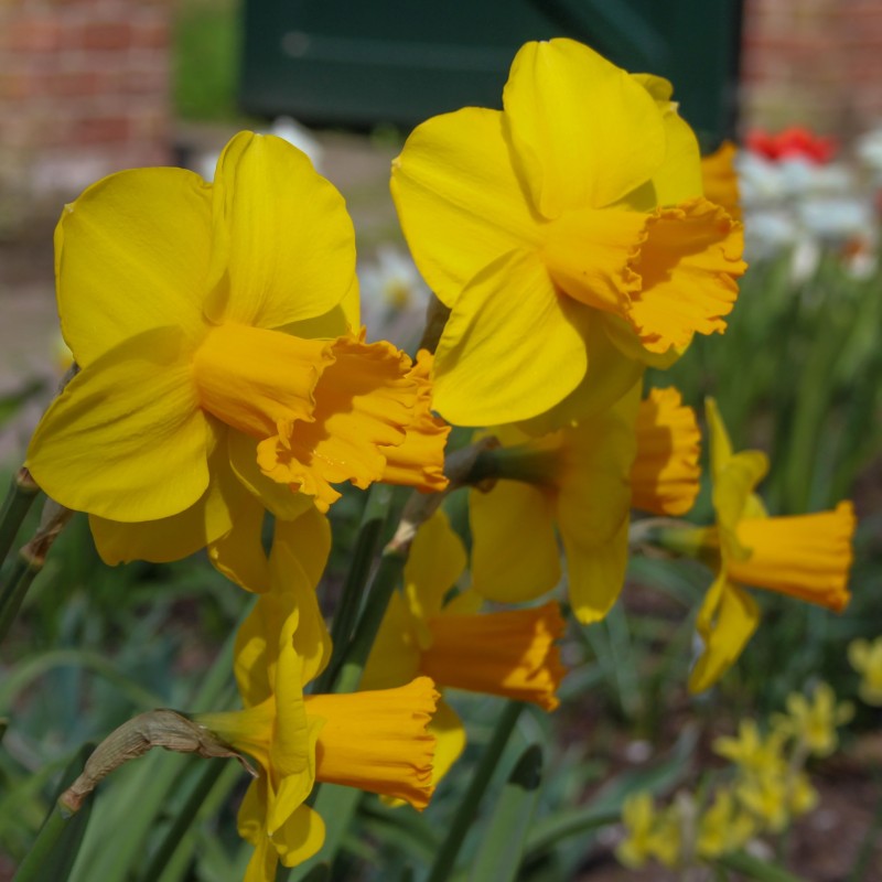 Narcissus 'Corbiere'