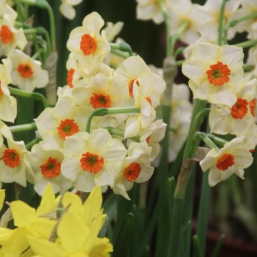 Narcissus 'Bright Spangles'