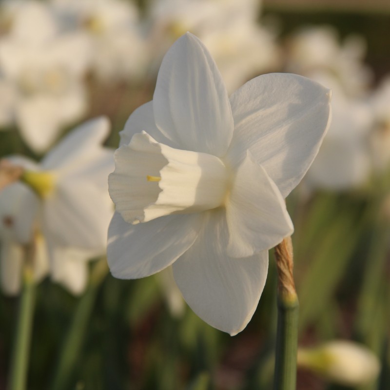 Narcissus 'Bloemendaal'