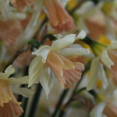 Narcissus 'Rosy Trumpet'