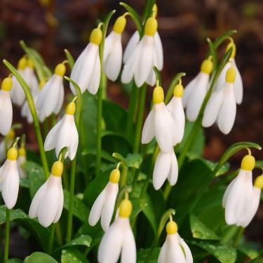 Galanthus woronowii 'Elizabeth Harrison'