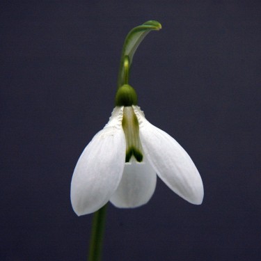 Galanthus 'Enid Bromley'