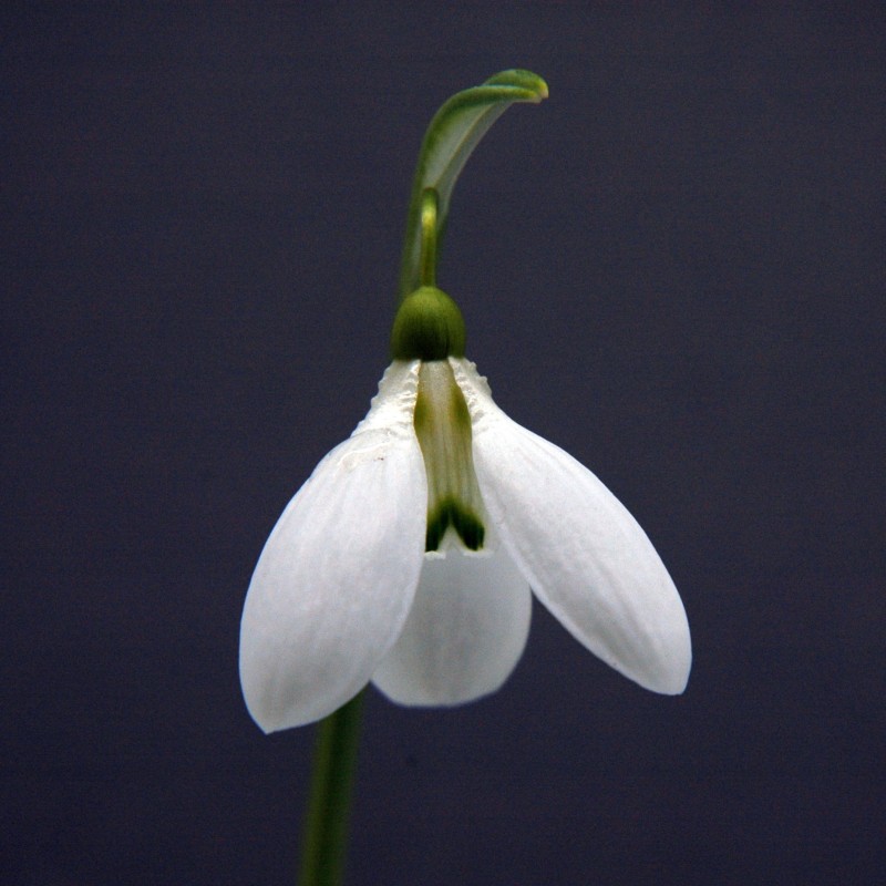 Galanthus 'Enid Bromley'