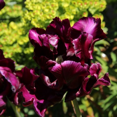 Tulipa 'Gadelan'