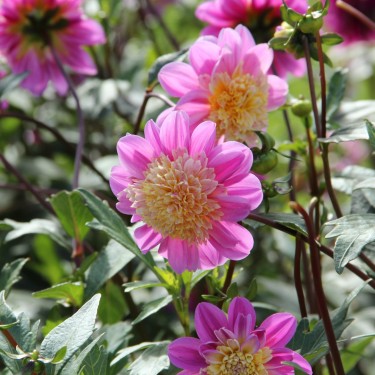Dahlia 'Take Off'