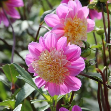Dahlia 'Take Off'