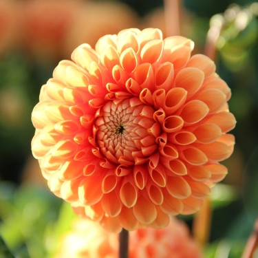 Dahlia Sylvia