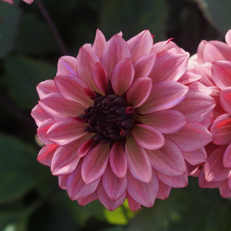 Dahlia 'Night Silence'