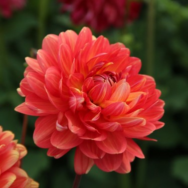 Dahlia 'Graceland'