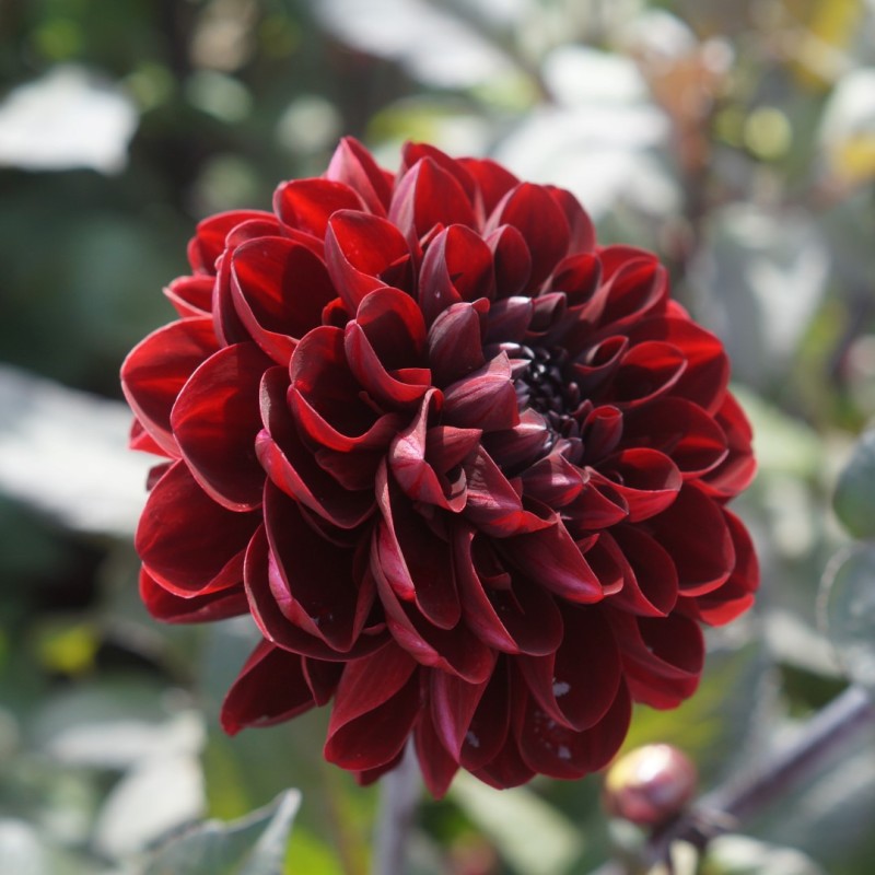 Dahlia 'Manoa'