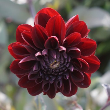 Dahlia 'Manoa'
