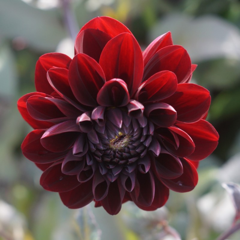 Dahlia 'Manoa'