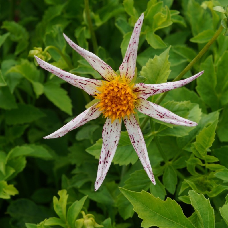 Dahlia 'Destiny's Teachers'