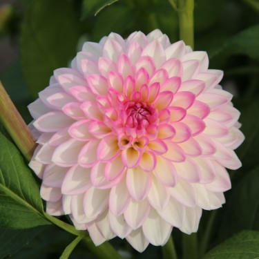 Dahlia 'Arbatax'