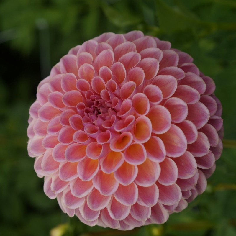 Dahlia 'Jowey Winnie' | Prachtige pompon Dahlia