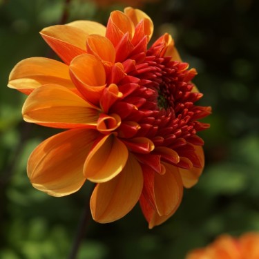 Dahlia 'American Sunset'