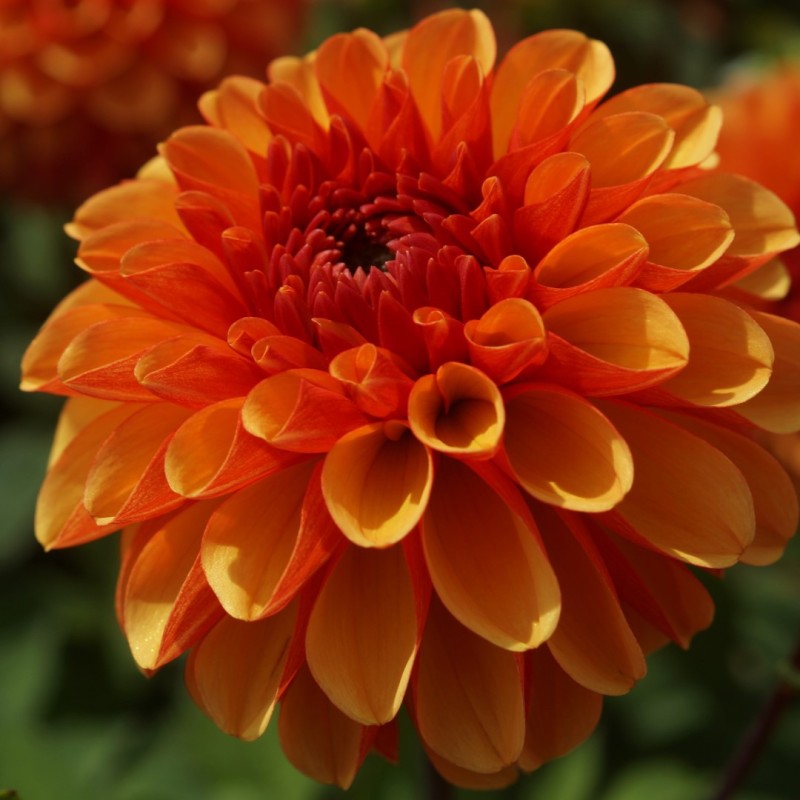 Dahlia 'American Sunset'