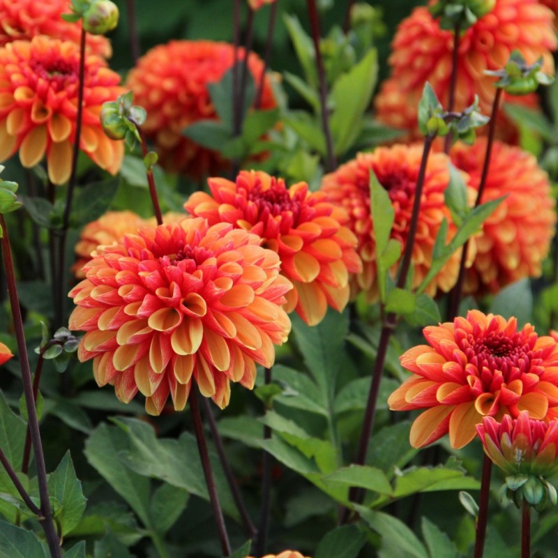 Dahlia 'American Sunset'
