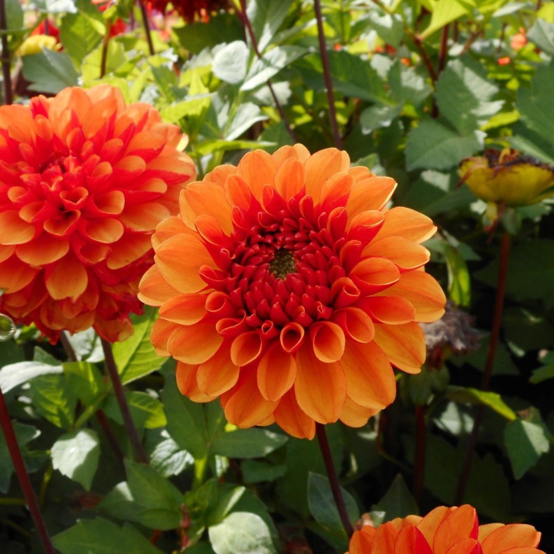 Dahlia 'American Sunset'