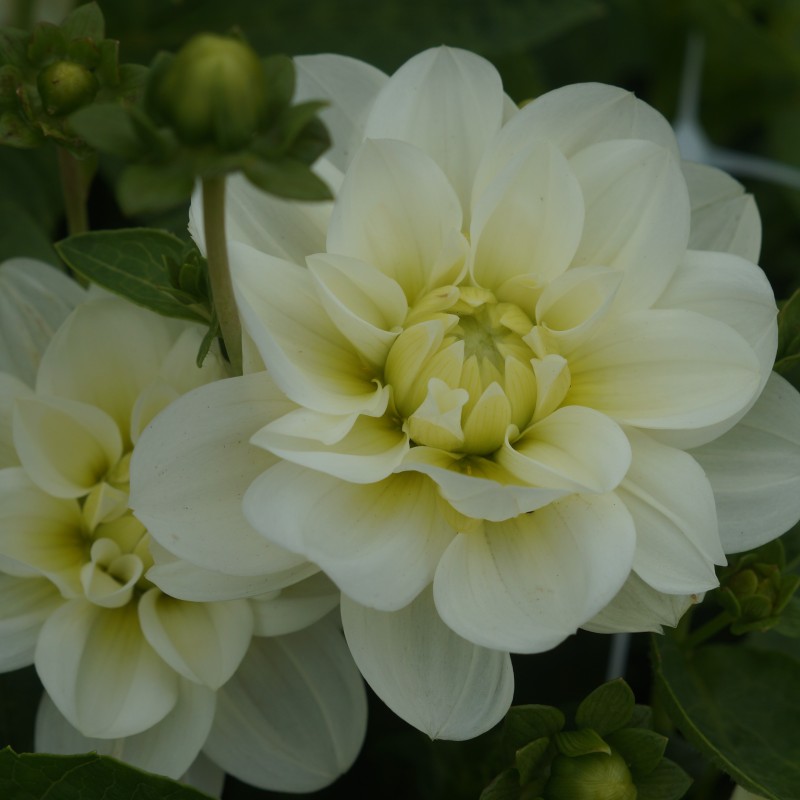 Dahlia 'Cantarino'