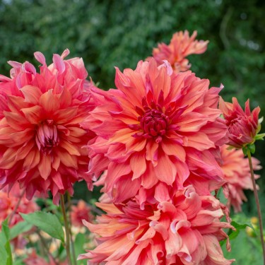 Dahlia 'Belle of Barmera'