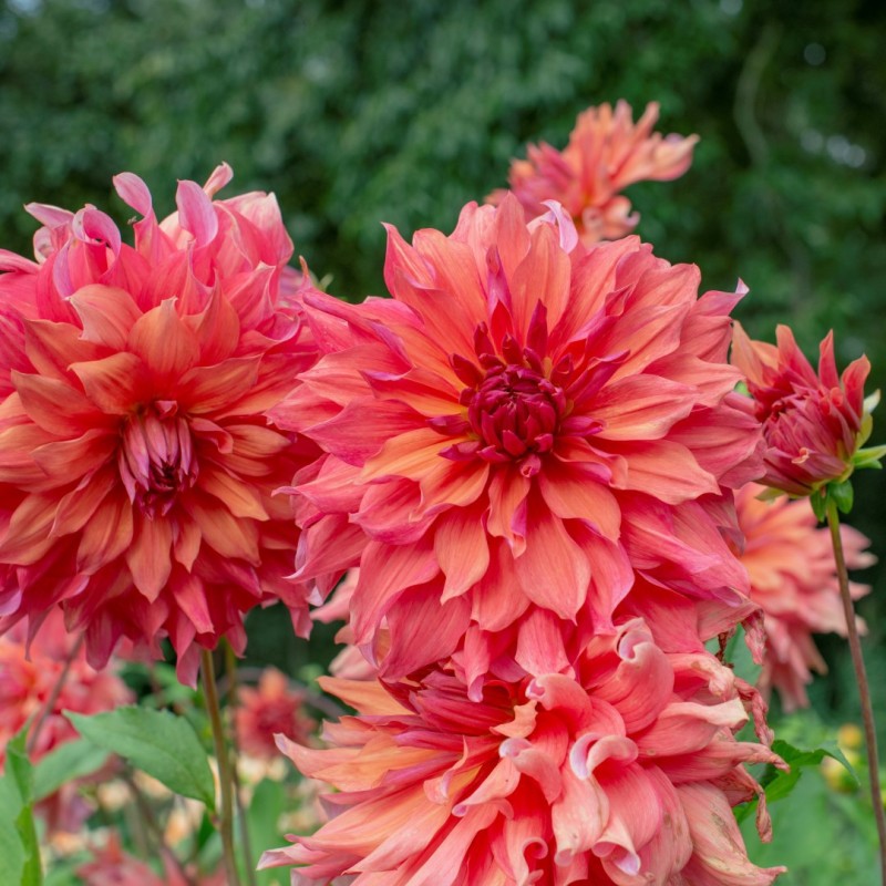 Dahlia 'Belle of Barmera'