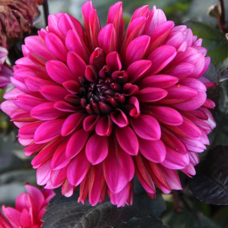 Dahlia 'Jennifer Mary Ellen'