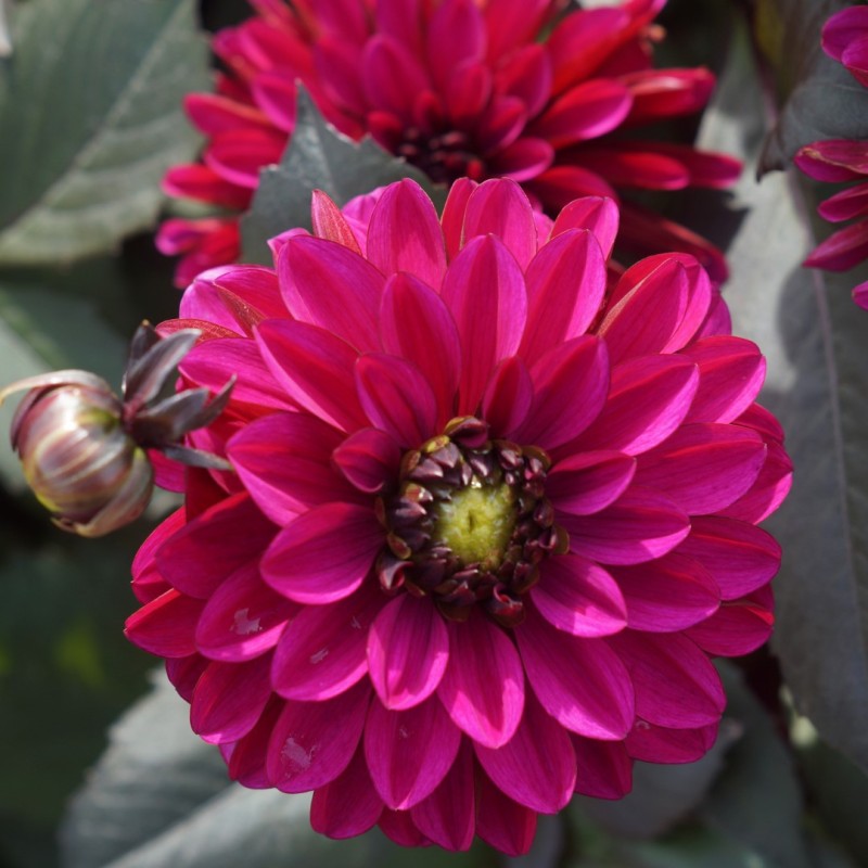 Dahlia 'Jennifer Mary Ellen'