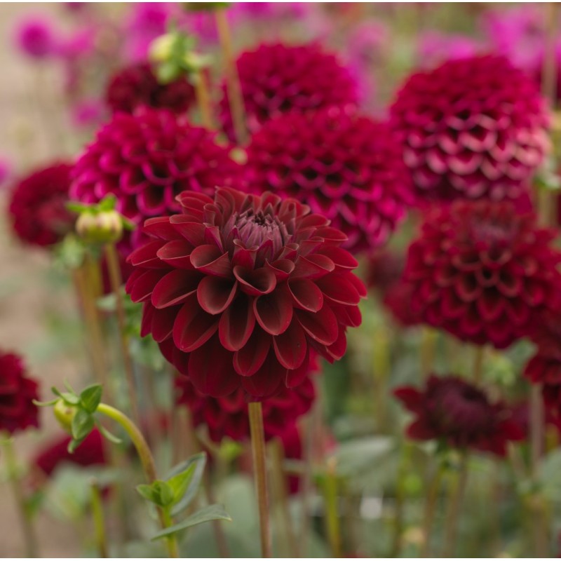 Dahlia 'Maroon Fox' ®