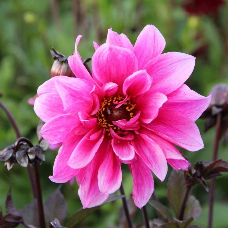 Dahlia 'Fascination'