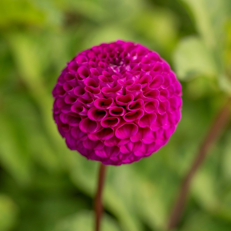 Dahlia 'Rocco'