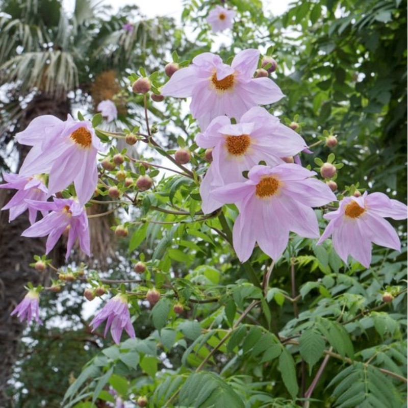 Dahlia Imperialis | Indrukwekkende Boomdahlia voor je tuin | Nijssentuin