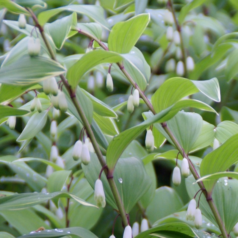 Polygonatum multiflorum
