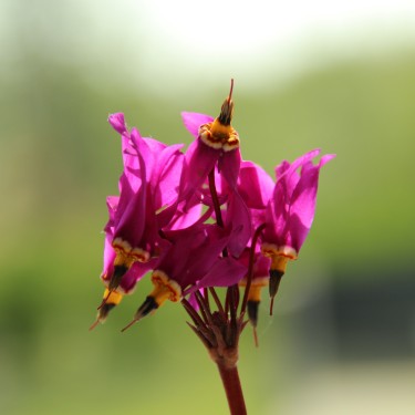 Dodecatheon pulchellum 'Red Wing'