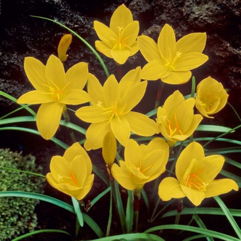 Zephyranthes citrina