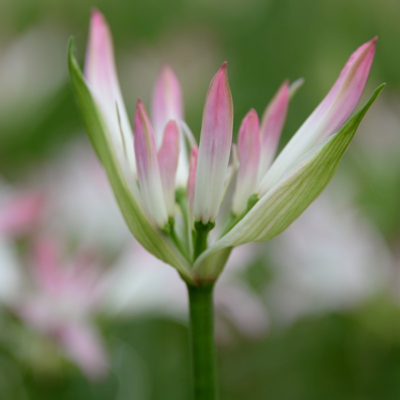 Nerine bowdenii 'Lipstick'